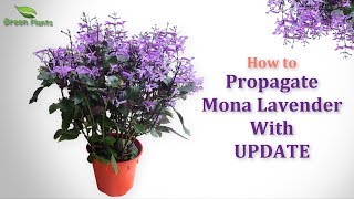 How to Propagate Purple Flower Plant quotMona Lavenderquot or quotPlectranthusquot WITH UPDATE GREEN PLANTS [upl. by Ide]