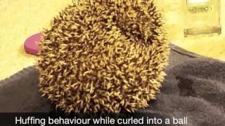 Defensive Behaviours in Hedgehogs [upl. by Aneehsat730]