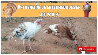 ¿esta enfermo mi pavo medicamento super efectivo para aliviar guajolotes o pavos [upl. by Dugas154]