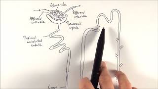 A2 Biology  Nephron structure OCR A Chapter 155 [upl. by Aryn]