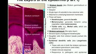 The Integumentary System  The Epidermis [upl. by Bowrah]