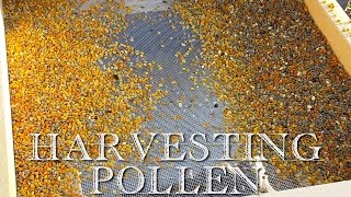 How to Harvest Honeybee Pollen [upl. by Hamnet]