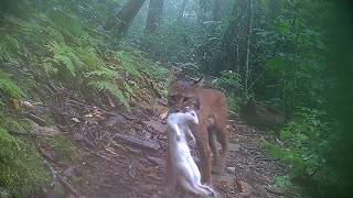 Bobcats stalking prey behind our home in Hendersonville NC [upl. by Enoed]