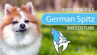 ► German Spitz Breed 2020 Temperament amp Training [upl. by Lodge915]