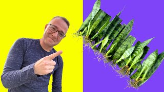 Secrets to Snake Plant Propagation How to Propagate Sansevieria [upl. by Jaddo]