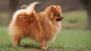 German Spitz Klein  small dog breed [upl. by Thatcher]