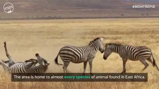 Safari in The Ngorongoro Crater [upl. by Arikihs]