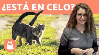 CELO en GATAS 🐱 ¿Cuándo empieza ¿Síntomas TODAS LAS RESPUESTAS [upl. by Mackler]