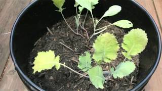 Growing in Containers  Collard Greens TeamWoodsGardening [upl. by Paryavi313]