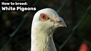 How to breed White Pigeons [upl. by Demmer]