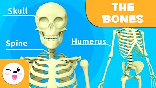 The Skeletal System  Bones for Kids Updated Version [upl. by Reinaldos]