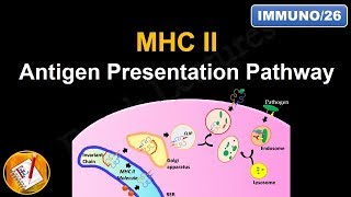 Antigen Processing and Presentation PART II MHC II Antigen Presentation Pathway FLImmuno26 [upl. by Noitsirhc564]