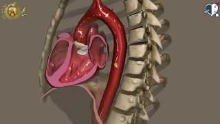 Aorta And Its Branches Anatomy [upl. by Narmis]