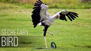 SECRETARY BIRD — Graceful SNAKE KILLER African bird of prey versus snake [upl. by Ehcram508]