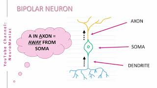 NEUROSCIENCE STRUCTURAL TYPES OF NEURONS – UNIPOLAR BIPOLAR MULTIPOLAR PSEUDOUNIPOLAR [upl. by Dane]