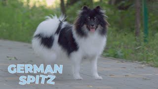 German Spitz Dog Breed Information Characteristics and Facts [upl. by Veal605]