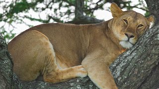 Ngorongoro Crater Live Streaming [upl. by Bennett38]