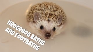 Hedgehog Care Baths and Footbaths 2014 [upl. by Grange]