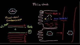 Polio virus life cycle [upl. by Ahsimaj]