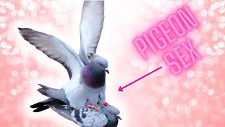 how do pigeons mate [upl. by Pauli940]