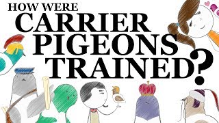 How Were Carrier Pigeons Trained [upl. by Pan556]