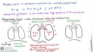 Pulmonary and Alveolar Ventilation [upl. by Yr]