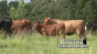 Beefmasters Work For Commercial Cattlemen [upl. by Susanetta]