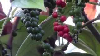 How to Grow Black Pepper Piper nigrum [upl. by Ilysa81]