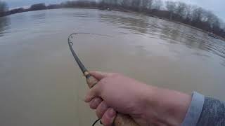 Maumee River Walleye Run March 2021  Catch amp Cook [upl. by Lauri]