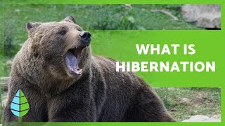 What is HIBERNATION and what ANIMALS HIBERNATE 🐻🐸 [upl. by Perrine]