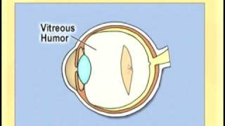 Anatomy of sclera [upl. by Alyhc]