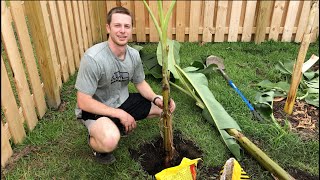 How to Plant a Banana Tree [upl. by Nertie]