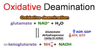 Oxidative deamination [upl. by Kcirdek]