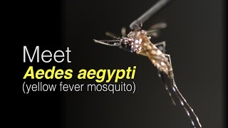 Meet Aedes aegypti [upl. by Ebarta904]