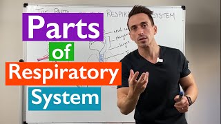 Parts of the Respiratory System  Overview [upl. by Schertz606]