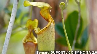 How Carnivorous Pitcher Plants Trap Their Prey [upl. by Melicent266]