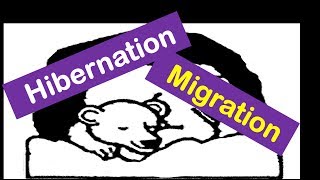 Hibernation And Migration Animals for Kids [upl. by Cirek842]