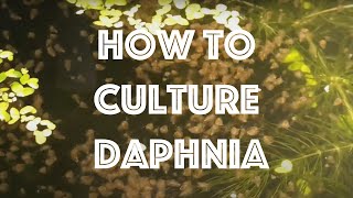 How To Culture Daphnia Magna [upl. by Sumerlin]