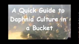 How to culture daphnia outside [upl. by Annekahs]