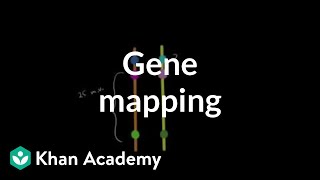 Gene mapping  Biomolecules  MCAT  Khan Academy [upl. by Asilam402]