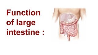 Function of the large intestine   part 5 [upl. by Harlamert]