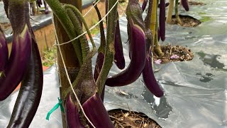 Growing Ichiban Japanese Eggplants [upl. by Borszcz810]