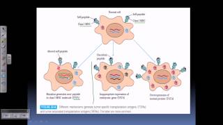 Tumor antigens [upl. by Beghtol]