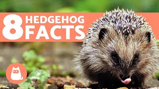 8 FACTS About Hedgehogs You Should Know [upl. by Magdalene]