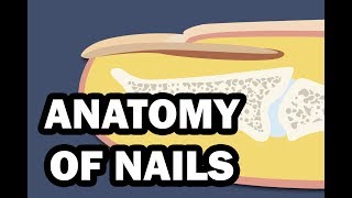 INTEGUMENTARY SYSTEM YOUR NAILS [upl. by Scully]