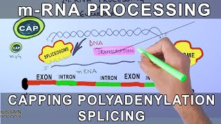 Overview of mRNA Processing in Eukaryotes [upl. by Noraha481]