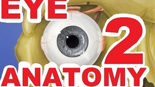 Ophthlmology Lecture  Eye Anatomy Part 2 [upl. by Polky904]