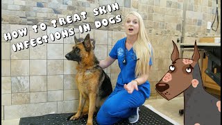 How to Treat Skin Infections in Dogs  Pyoderma [upl. by Stoller748]