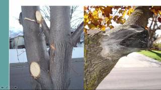 How to Prune Landscape Trees and Shrubs [upl. by Karame]