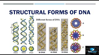 Structural Forms Of DNA [upl. by Orgell]